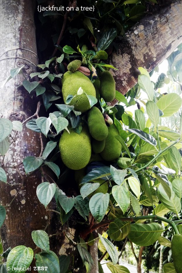 jackfruit on tree